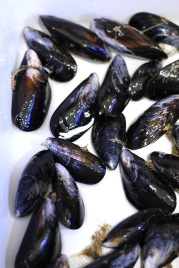 mussels