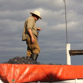 Through the lens:&nbsp;Malbec